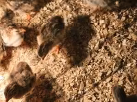 Chickens — fotografija 2