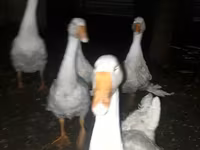 Geese — 写真 1