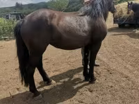 فرس, Međimurje horse — الصورة 4
