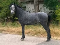 Caballo, Caballos — foto 2