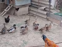 Ducks — fotografija 2