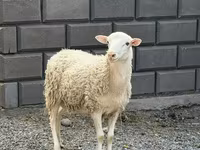 Ovan, Hissar sheep — fotografija 1