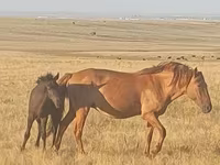 Kobyła, Kazakh horse — zdjęcie 2