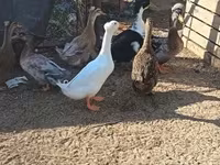 Ducks — zdjęcie 1