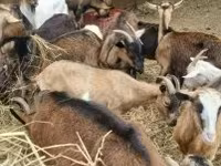 Koza, Alpine goat — fotografija 2