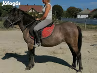 母马, Polish pony — 照片 1