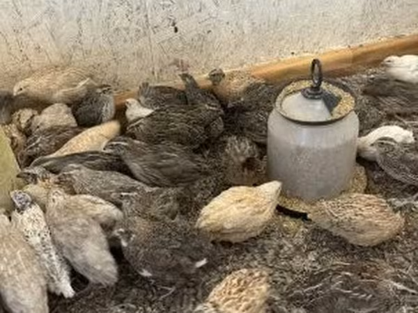 Quails — ハンガリー