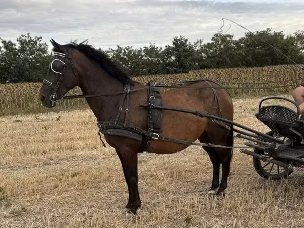 Madyan, Hungarian horse breed — Macarıstan