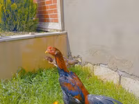 Chickens — fotografija 3