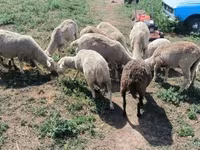 公羊, Merino sheep — 照片 4