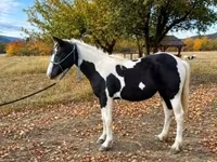 فرس, Gypsy horse — الصورة 1