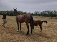 母马, Horses — 照片 5