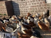 Chickens — 3-rasm