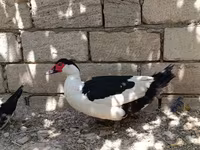Šojka — fotografija 6