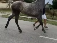 Mare, Horses — photo 1