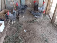Chickens — fotografija 7