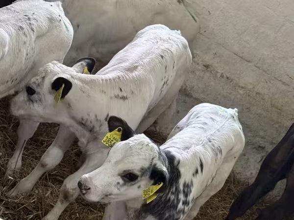 Bull, Cattle