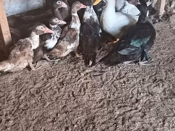 Nemački pekin