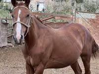 Kobila, Friesian sport horse — fotografija 2