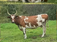 Vaca, Ayrshire — foto 4
