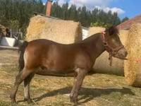 Koń, Konie — zdjęcie 1