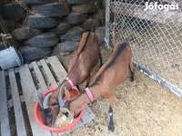 Koza, Козе — fotografija 2