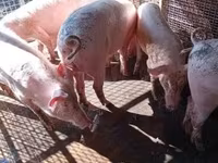 猪（批次，未指定性别）, Pigs — 照片 5