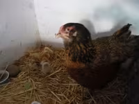 Chickens — Foto 1