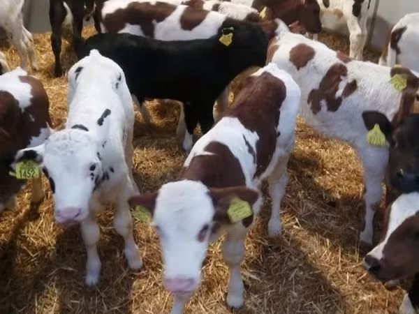 公牛, Limousin cow