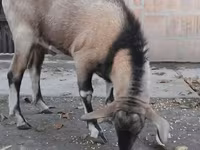 公山羊, Nubian Goat — 照片 2