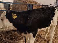 ثور, Simmental cattle — الصورة 3