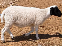 Ovan, Dorper sheep — fotografija 2