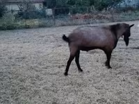 公山羊, Goats — 照片 5