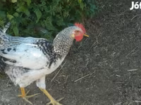 Chickens — foto 1