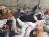 Chickens — fotografija 3