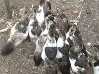 Ducks — फ़ोटो 7