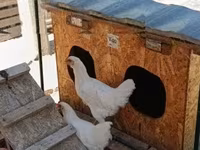 Chickens — Foto 2