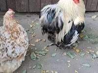 Pekin Bantam — zdjęcie 4