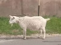 Коза, Russian White goat — фото 2