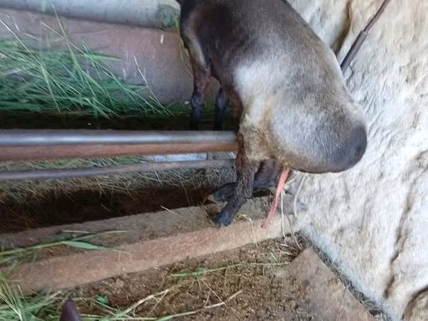 Chèvre, LaMancha goats