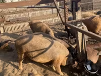 Schweine (Partie, Geschlecht nicht angegeben), Мангалица — Foto 3