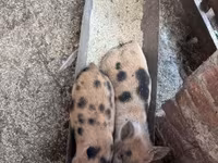 Cerda, Cerdos — foto 3
