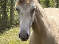 Pastuv, Kentucky mountain daddle horse — fotografija 4