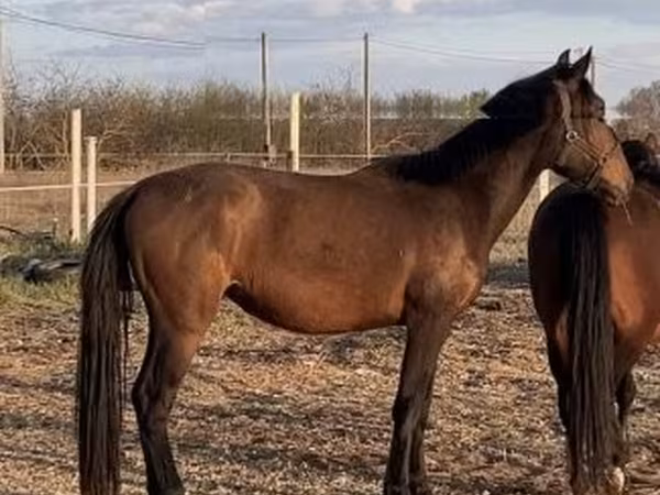 Toychoq, Nonius horse