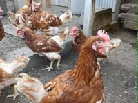 Chickens — zdjęcie 4