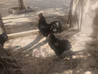 Australorp — fotografija 1
