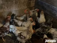 Chickens — foto 3