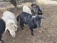 Ram, Merino sheep — photo 1