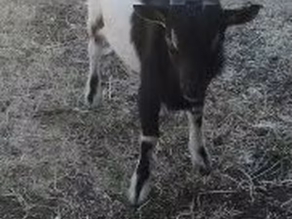 Taka, Nigerian dwarf goats