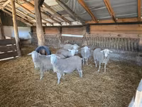 Baran, Merino sheep — zdjęcie 4